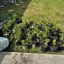 Plants : Green Chillies And Eggplants - $5 To $10