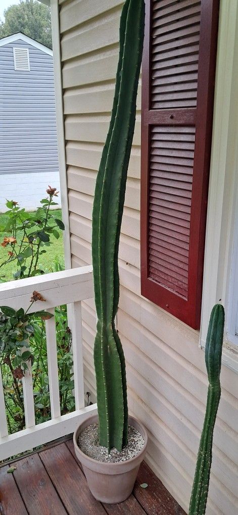 Cacti Assorted