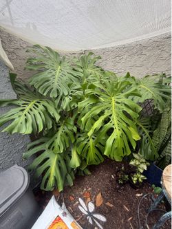 Large Monstera Plant
