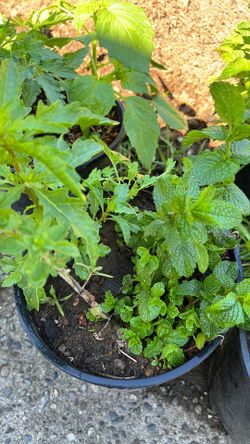 Plants