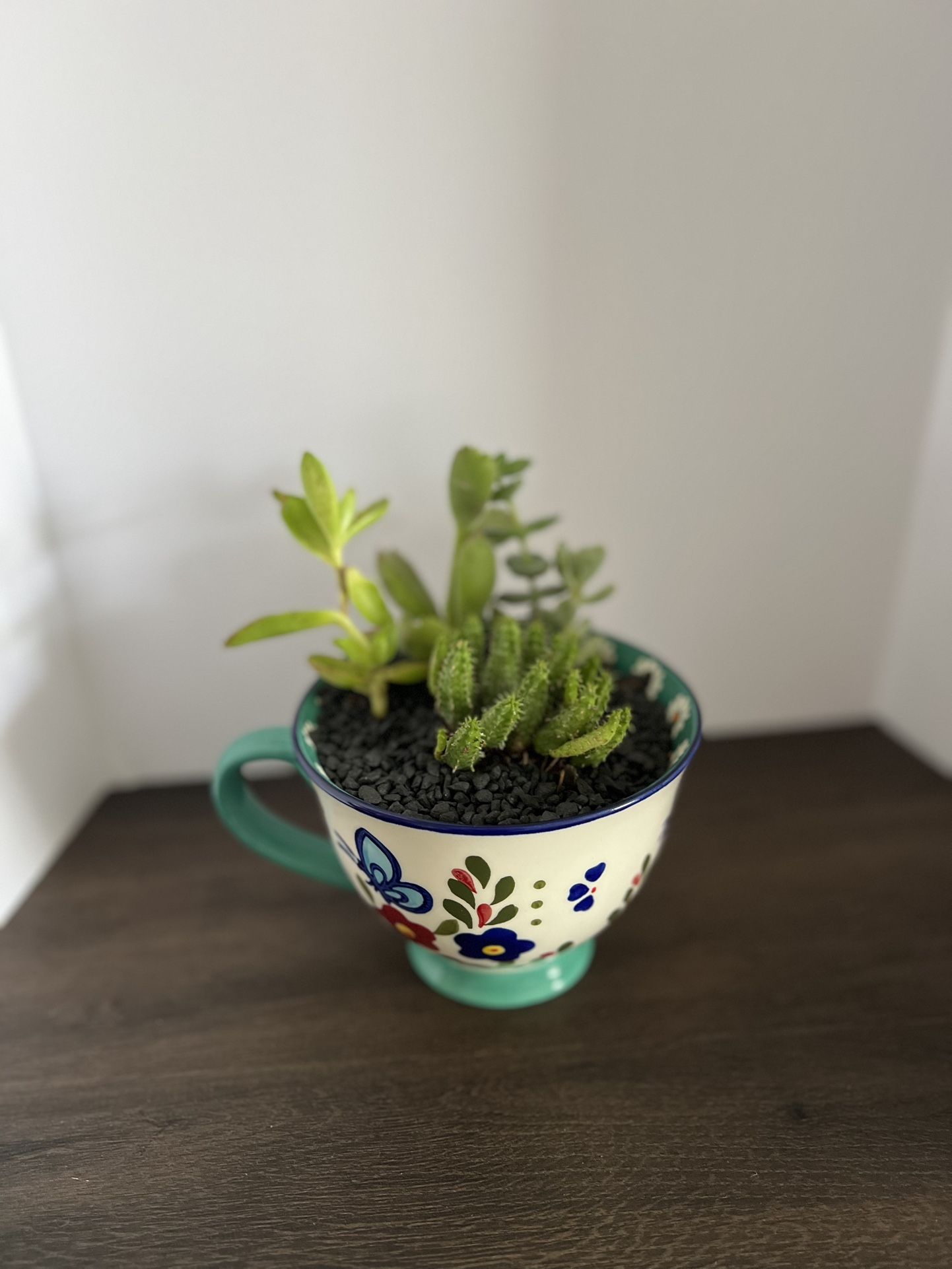Succulent Arrangement