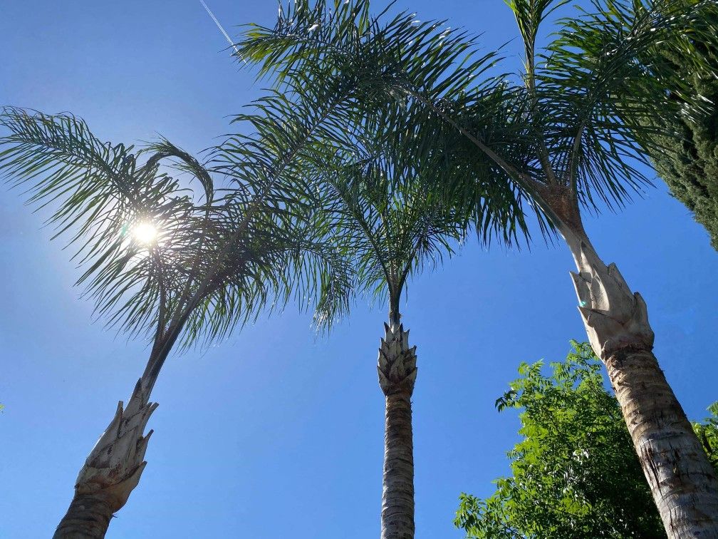 Trees/palms/stumps Business equipment