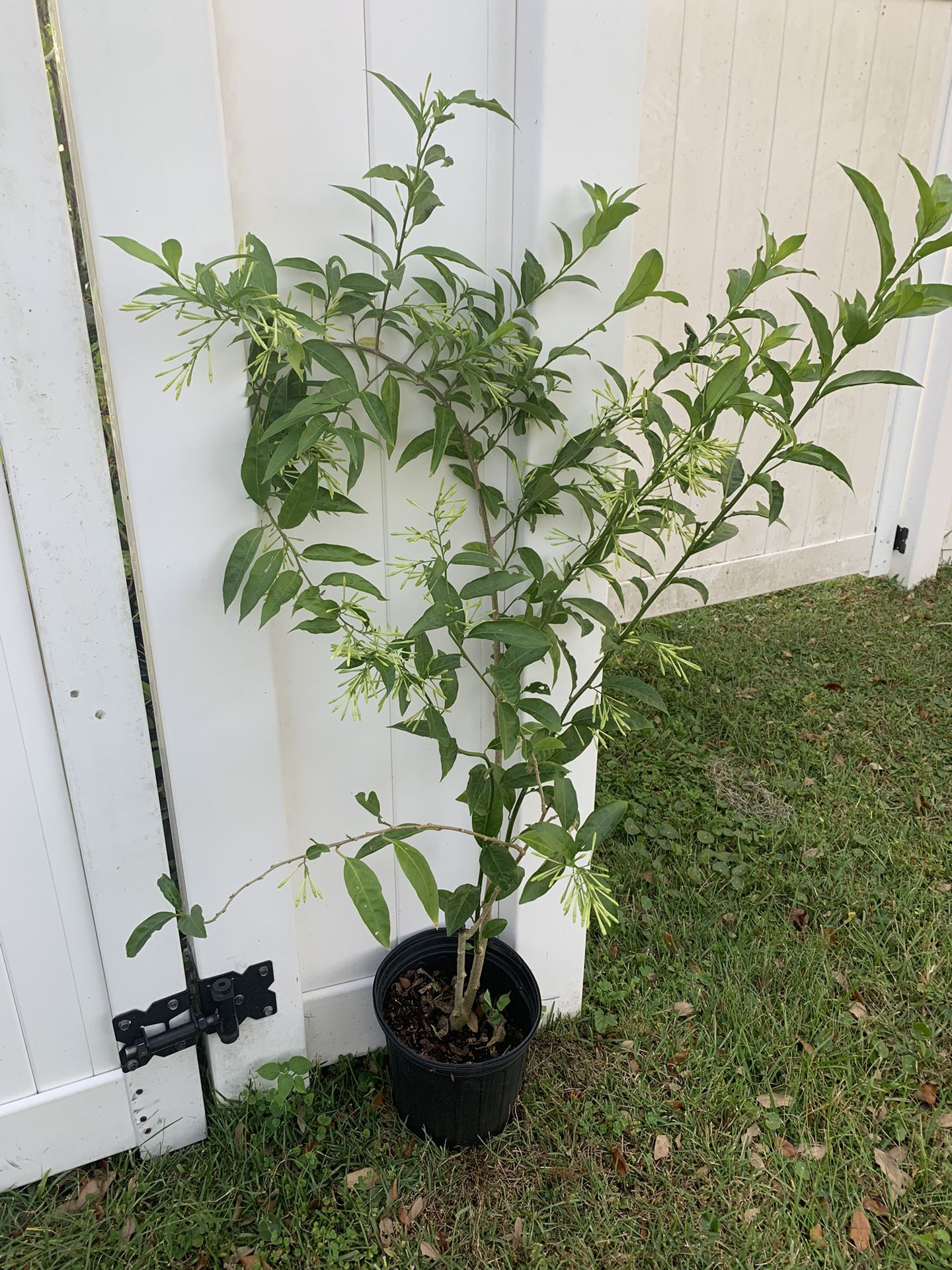 Night Blooming Flower/ Raat Ki Rani/ Hasna Hena Ful Tree With Flower (4 Ft Tall)