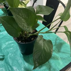 Golden Pothos 