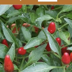  Bird Eye Chili Plant