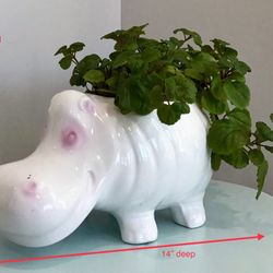 Live Swedish Ivy in a White & Pink Fire Glazed Hippo Planter 
