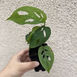 Beautiful Monstera Adonsonii Plant 