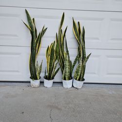 4 Pots Full Of   Snake Plants up To 3 Feet Tall ALL FOR  $30 only