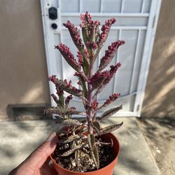 Succulent (pink) 