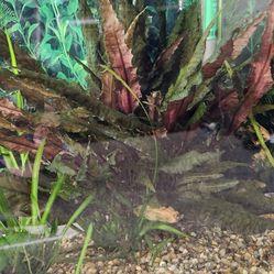 I am selling various live aquarium plants.