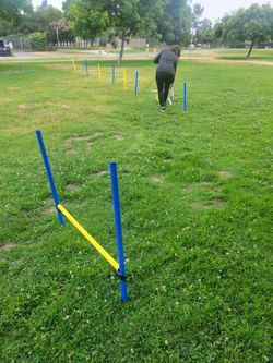 Affordable Dog Training/Agility Training