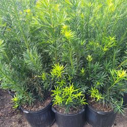 Podocarpus 
