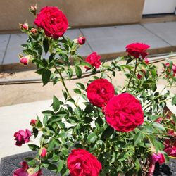 Continuous Blooming Roses