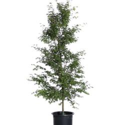 15 Gallon Japanese Maple Tree