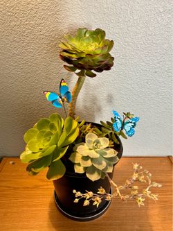 2-Gallon Succulent Arrangement