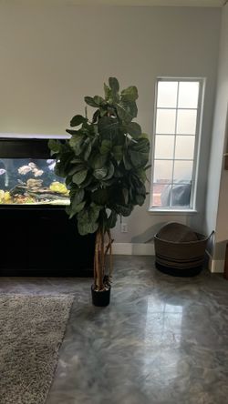 Faux fig tree