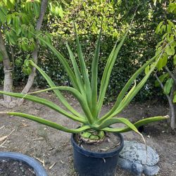 Exotic Caucus plant