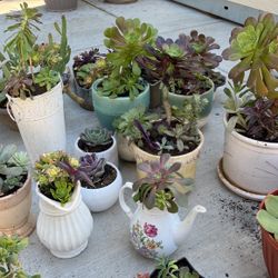 Many New Succulent Planters