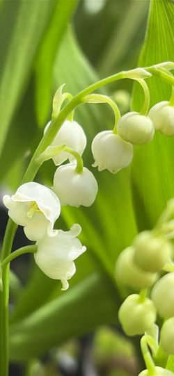 Lily of the  Valley flowers