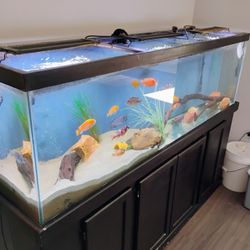 Fish Tank 125g