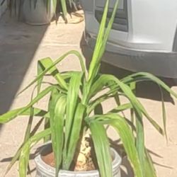 Outdoor Plant 