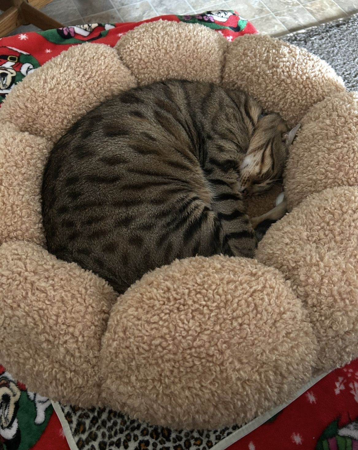 Small Pet Bed