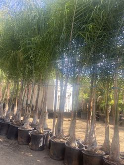 Queen Palms
