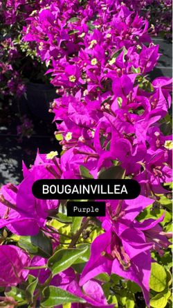 💜 Purple Bougainvillea