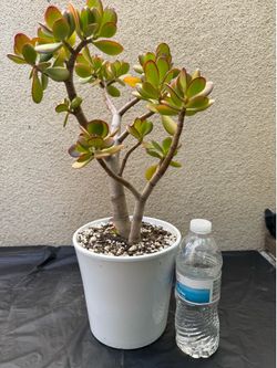 Jade plant