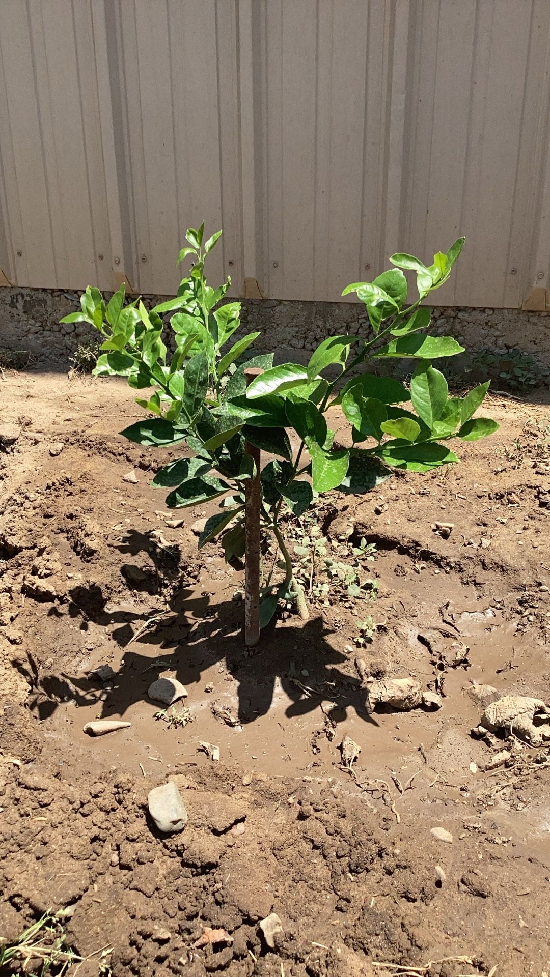 Myers Lemon Tree 2 Year