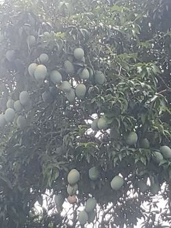 🥭 Mango's