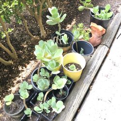 Penwiper Succulents $1 & $2 Each