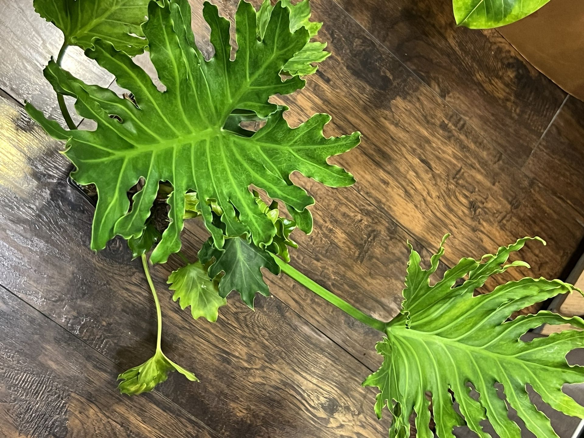 Philodendron Plant