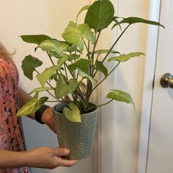 Real Syngonium Plant In A Ceramic Pot Color Green