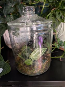 scindapsus silver satin, live plant