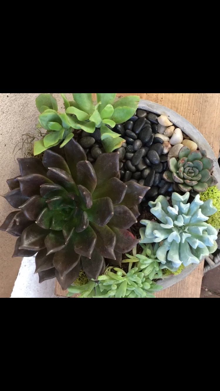 Live succulent plant arrangement .