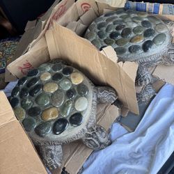 Mexican Stepping Stone Turtle 