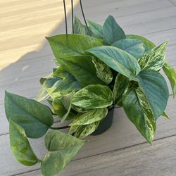 Marble queen & golden pothos mix, live plant comes in a 6” nursery pot. ☑️ profile for more plants
