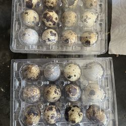 Quail Eggs 