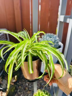 Curly spider plant in mug