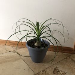 Ponytail Plant