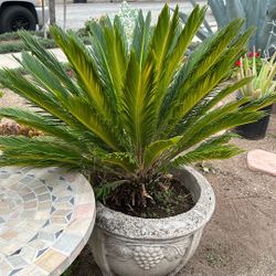 Sago Palm (Cycad)