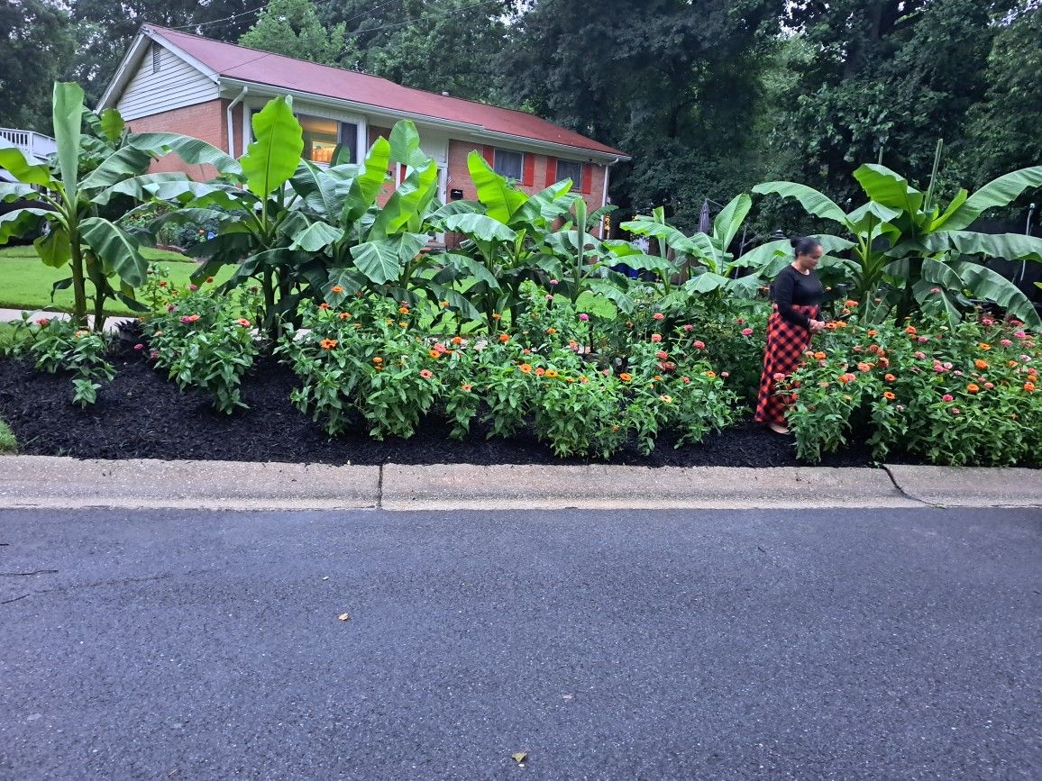 Banana Tree