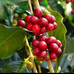 Coffee plant/tree Grow your own coffee beans at home