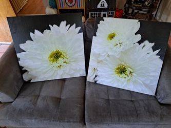 Framed Canvas White Flowers Daisy Mums