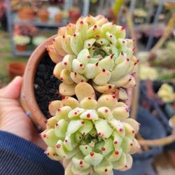 Beautiful Succulent In 4" Decorative Pots