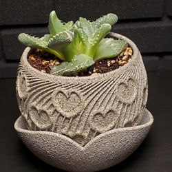 Succulant Planter