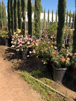 Roses 15 gal
