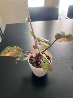 PINK Princess Philodendron MARBLE GALAXY Indoor plant
