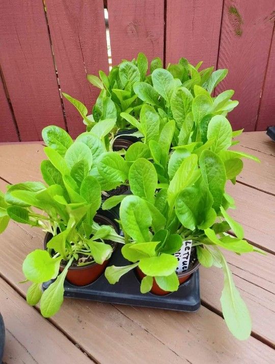 Organic lettuce